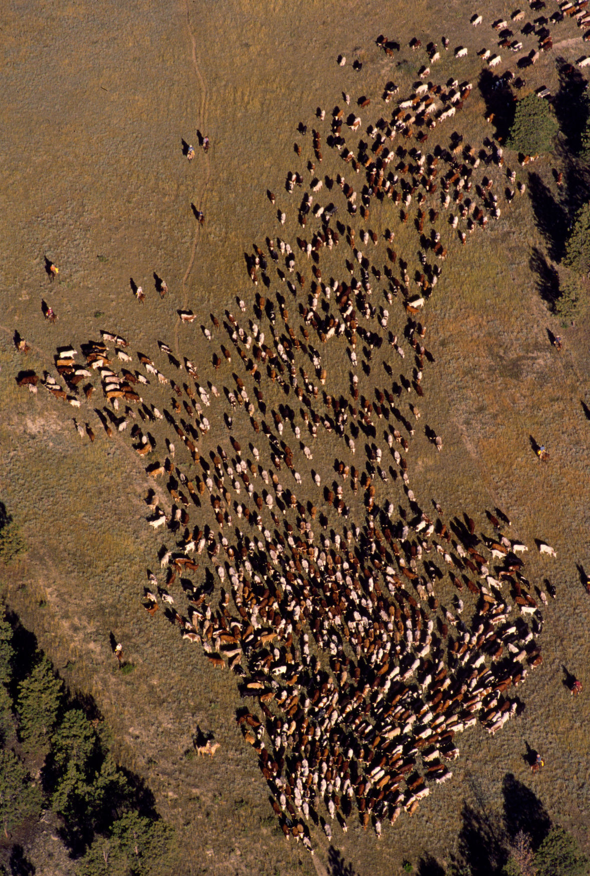 Great Montana Centennial Cattle Drive
